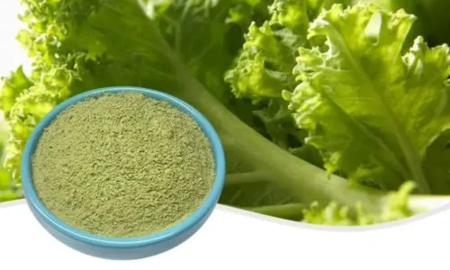 Why Kale Extract Is the Future of Natural Supplements?